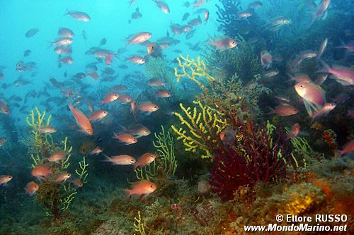 Castagnola rossa (Anthias anthias)