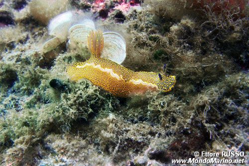 Doride dipinto (Hypselodoris picta)