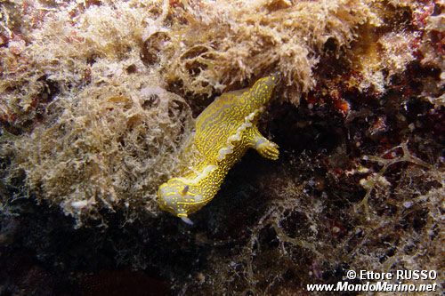 Doride dipinto (Hypselodoris picta)