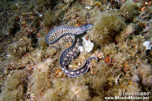 Murena (Muraena helena)