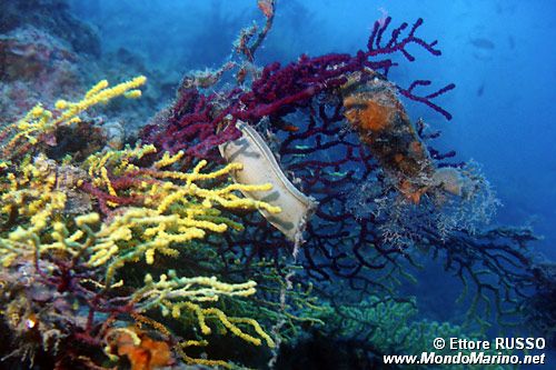 Gattuccio (Scyliorhinus sp.)