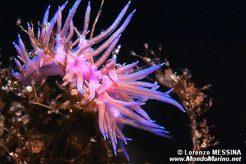 Flabellina rosa (Flabellina affinis)