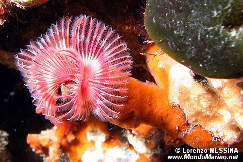 Serpula (Serpula vermicularis)