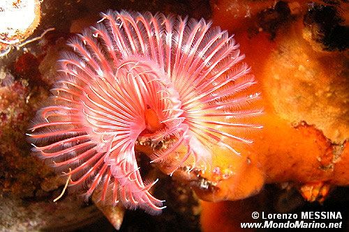 Serpula (Serpula vermicularis)