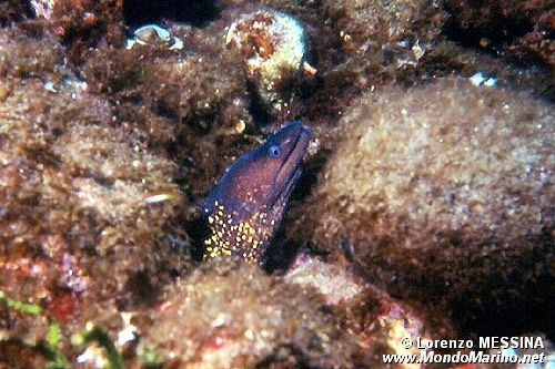 Murena (Muraena helena)