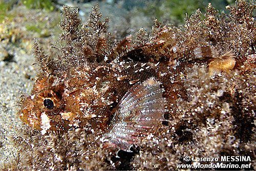 Scorfanotto (Scorpaena notata)