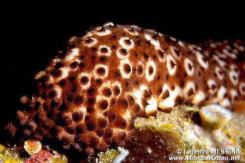 Oloturia (Holothuria sanctori)