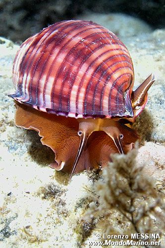 Casside (Phalium granulatum)