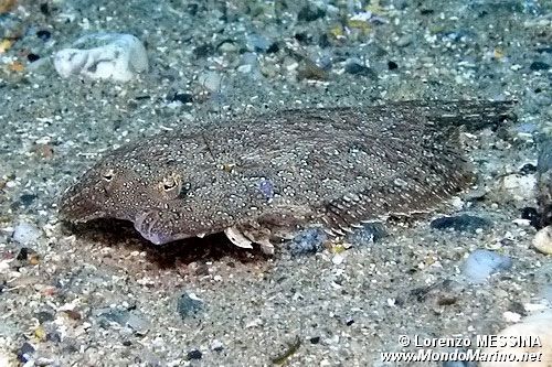 Rombo (Bothus podas podas)