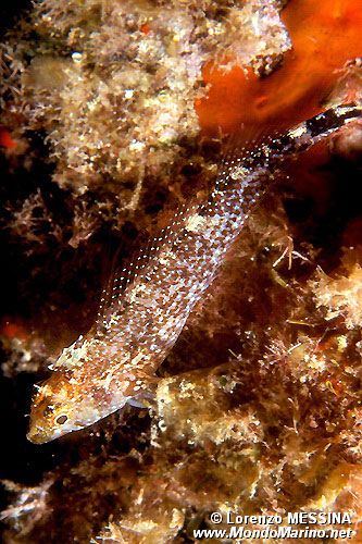 Peperoncino giallo (Tripterygion delaisi)