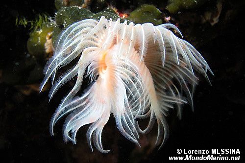 Verme dal ciuffo bianco (Protula tubularia)