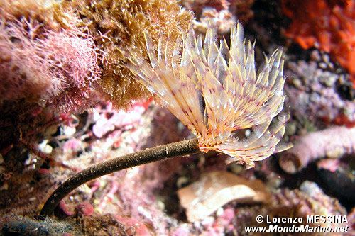 Spirografo (Sabella spallanzanii)