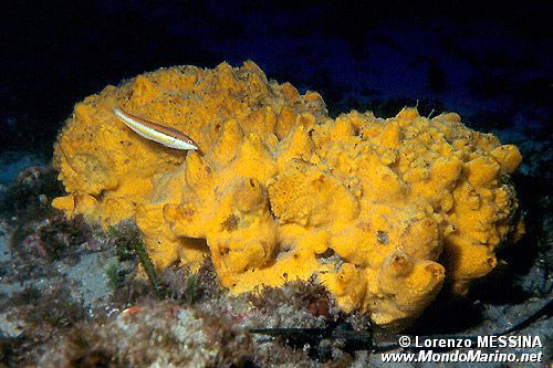 Spugna (Spongia officinalis)