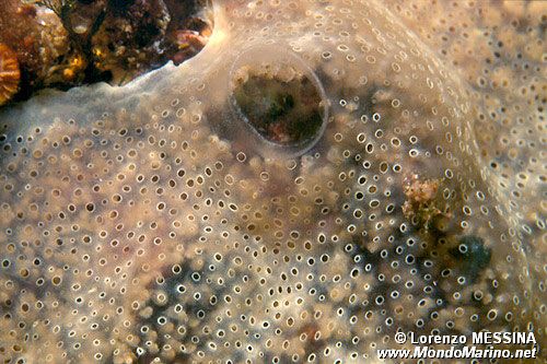 Sinascidia gelatinosa (Diplosoma listerianum)