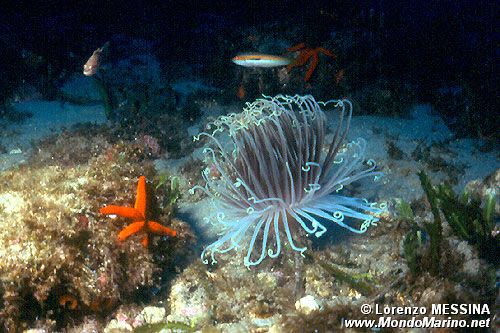 Cerianto (Cerianthus membranaceus)