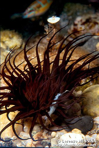 Cerianto (Cerianthus membranaceus)