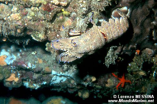 Cicala di mare (Scyllarides latus)