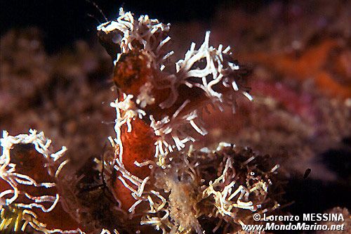 Falso corallo (Myriopora truncata)