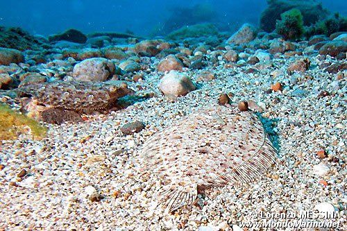 Rombo (Bothus podas podas)