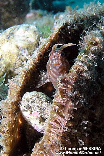 Bavosa cornuta (Parablennius tentacularis)