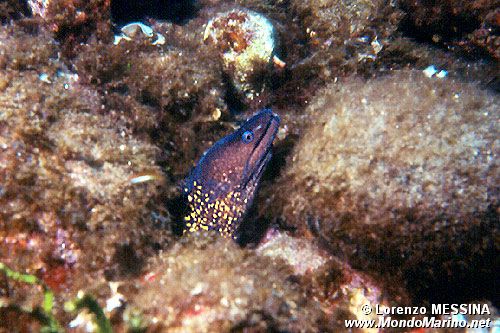 Murena (Muraena helena)