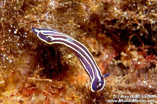 Doride di Fontandrau (Hypselodoris fontandraui)