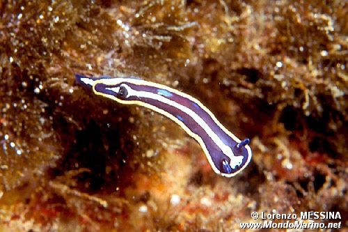 Doride di Fontandrau (Hypselodoris fontandraui)