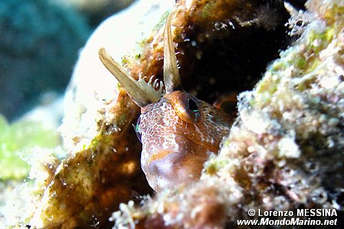 Bavosa cornuta (Parablennius tentacularis)
