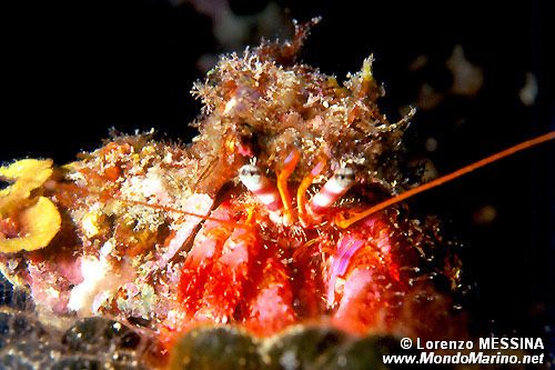 Paguro (Dardanus calidus)