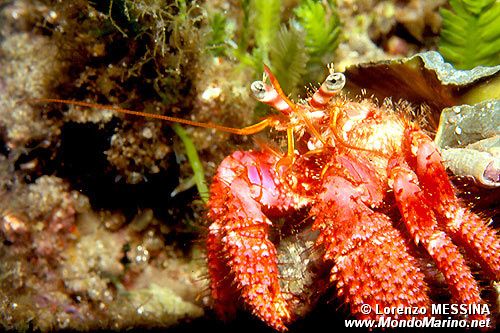 Paguro (Dardanus calidus)
