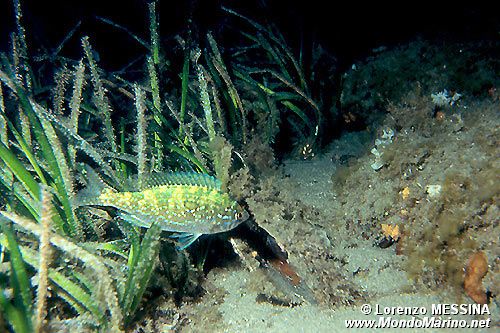 Menola (Spicara maena)