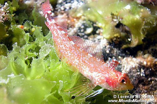 Peperoncino giallo (Tripterygion delaisi)