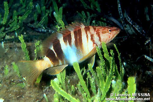 Sciarrano (Serranus scriba)