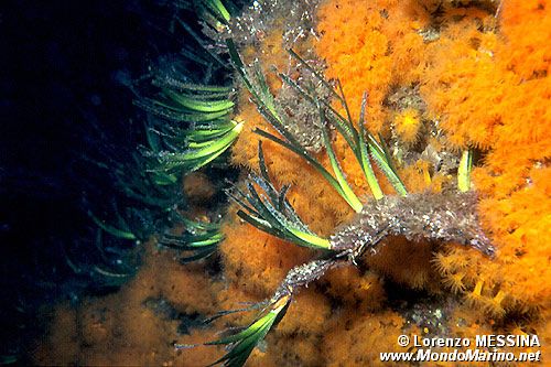 Posidonia (Posidonia oceanica)