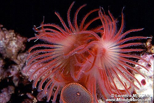 Serpula (Serpula vermicularis)