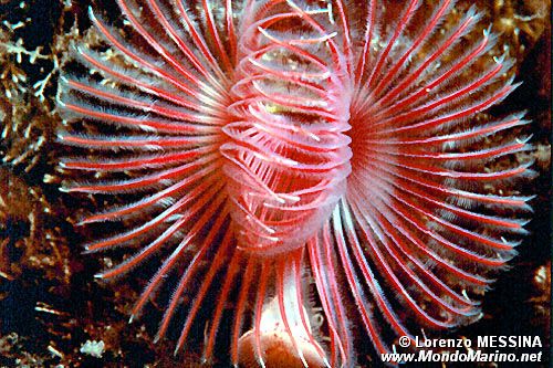 Serpula (Serpula vermicularis)