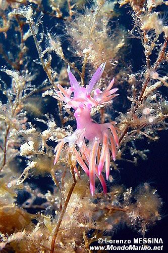 Flabellina rosa (Flabellina affinis)