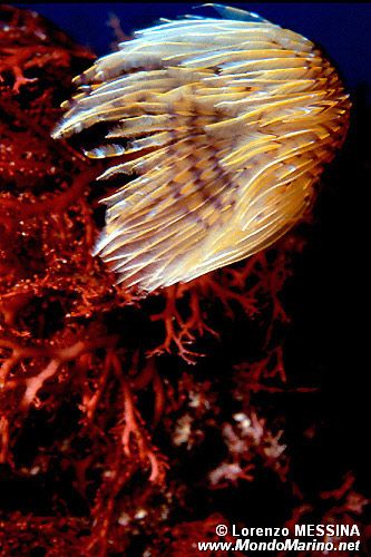 Spirografo (Sabella spallanzanii)