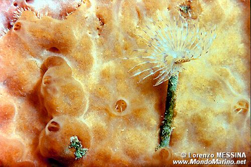 Spirografo (Sabella spallanzanii)