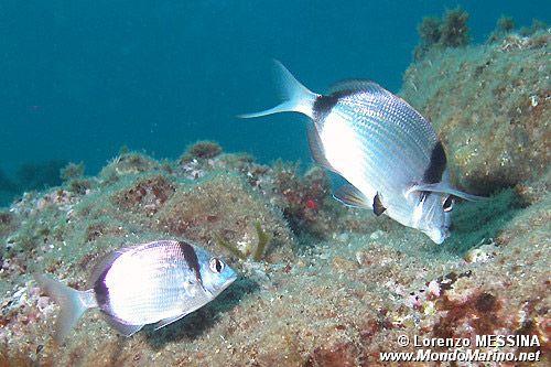 Sarago fasciato (Diplodus vulgaris)