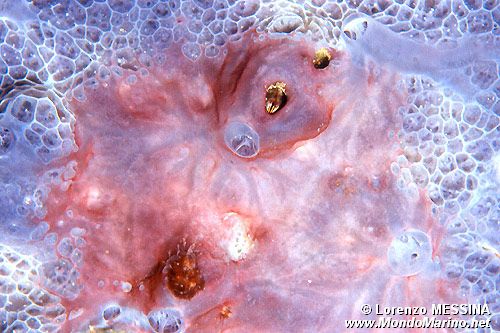 Spugna incrostante blu (Phorbas tenacior)