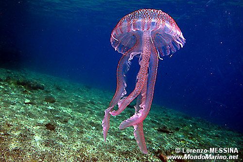 Medusa luminosa (Pelagia noctiluca)