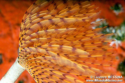 Spirografo (Sabella spallanzanii)