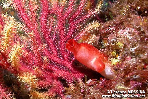 Patata di mare (Halocynthia papillosa)