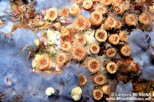 Madrepora arancione (Astroides calycularis)
