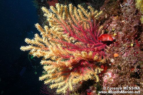 Gorgonia rossa (Paramuricea clavata)