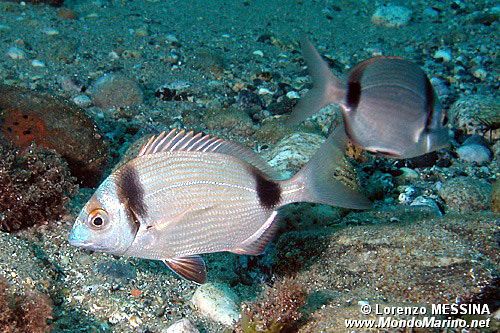 Sarago fasciato (Diplodus vulgaris)