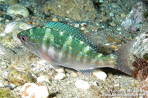 Menola (Spicara maena)