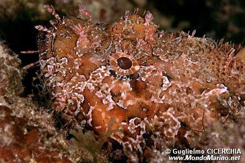 Scorfano rosso (Scorpaena scrofa)