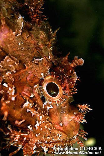 Scorfano rosso (Scorpaena scrofa)